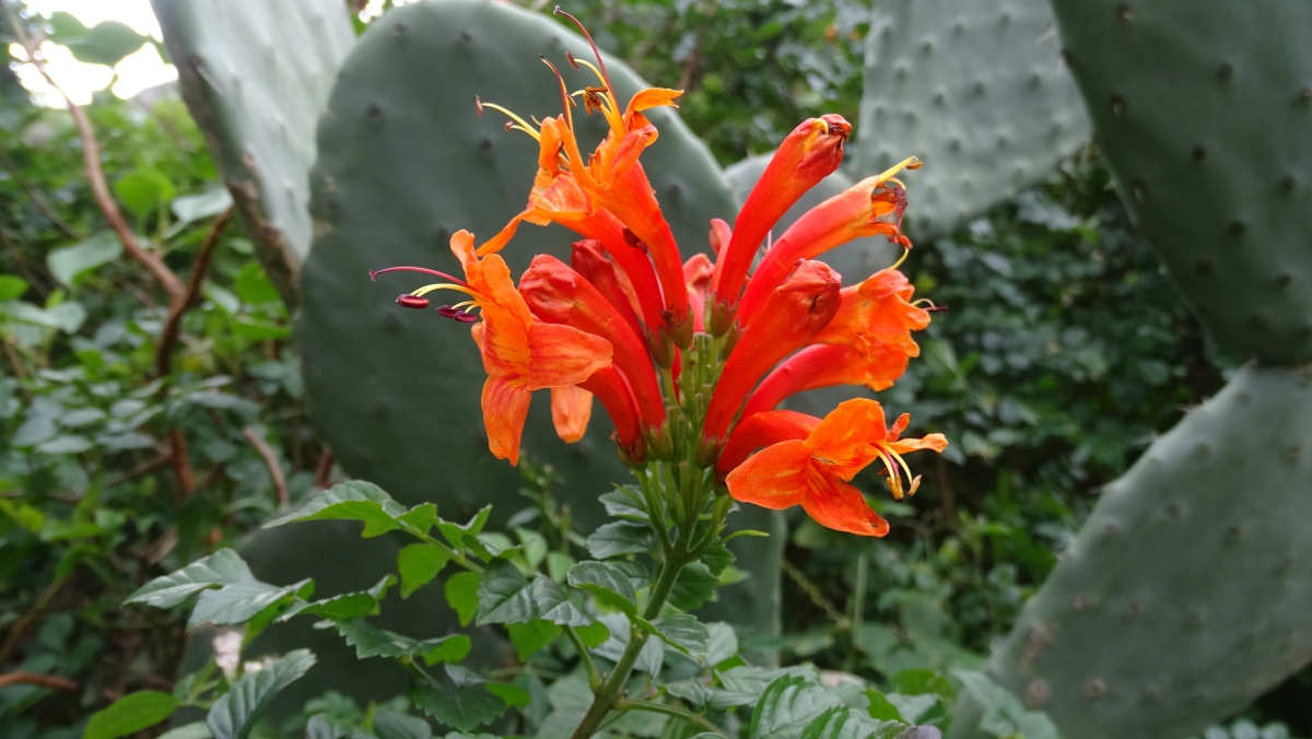 Kap Bignonie (Tecomaria capensis)