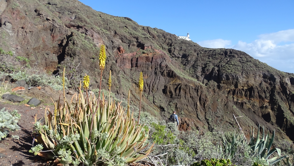 Aloe und Leuchtturm