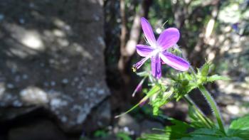 Kanaren-Storchenschnabel (Geranium reuteri)