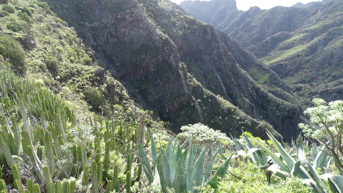 Barranco, der zur Playa de Ijuana führt