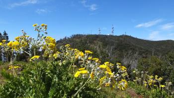 Stengellose Gänsedistel (Sonchus acaulis)