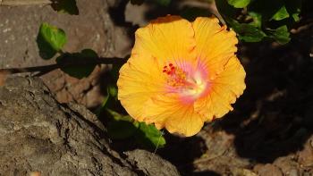 selbst ein simpler Hibiskus erfreut den Fotografen nach den langen grauen Wochen