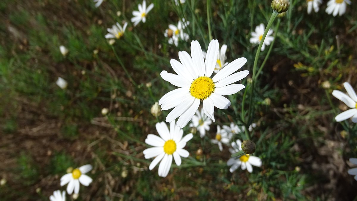 leider sind nur wenige Blumen zu sehen