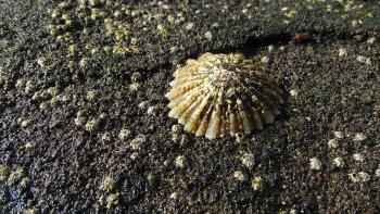 Napfschnecke die eigentlich eine Schnecke ist und als „Lapas“ auf dem Teller landet
