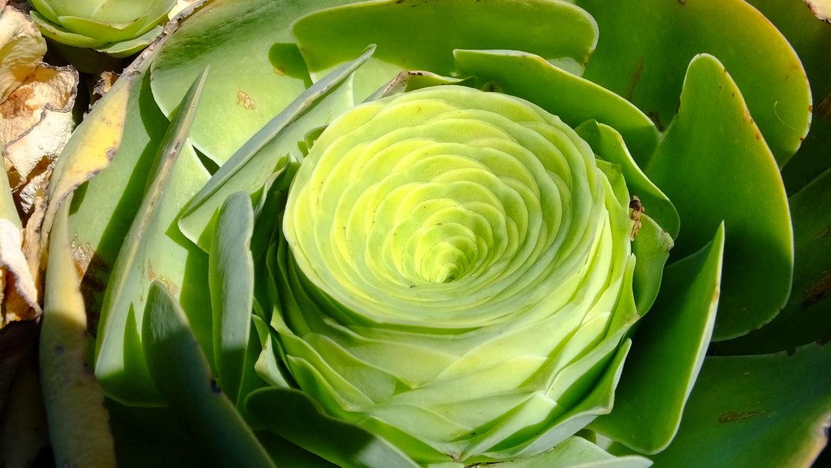 Aeonium tabuliforme (???)