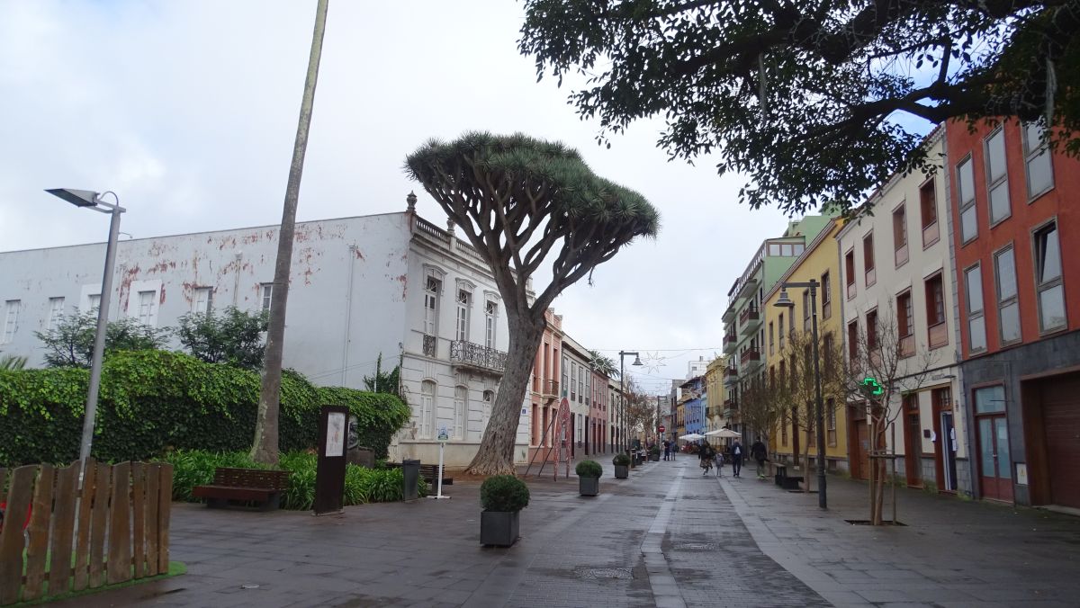 Großer Drachenbaum in La Laguna