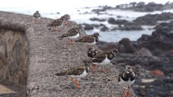 kleine Strandvögel