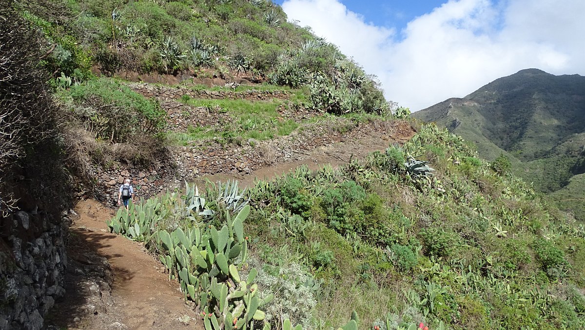 Rückweg nach Punta Hidalgo