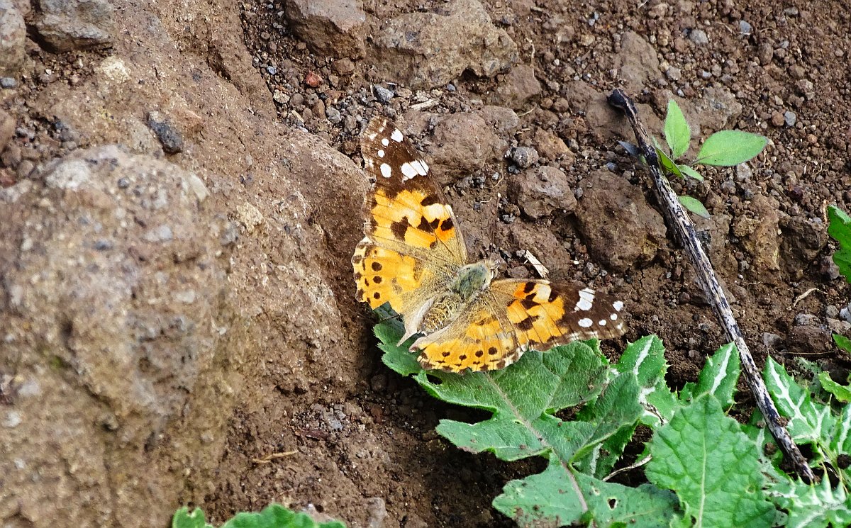 leicht lädierter Schmetterling