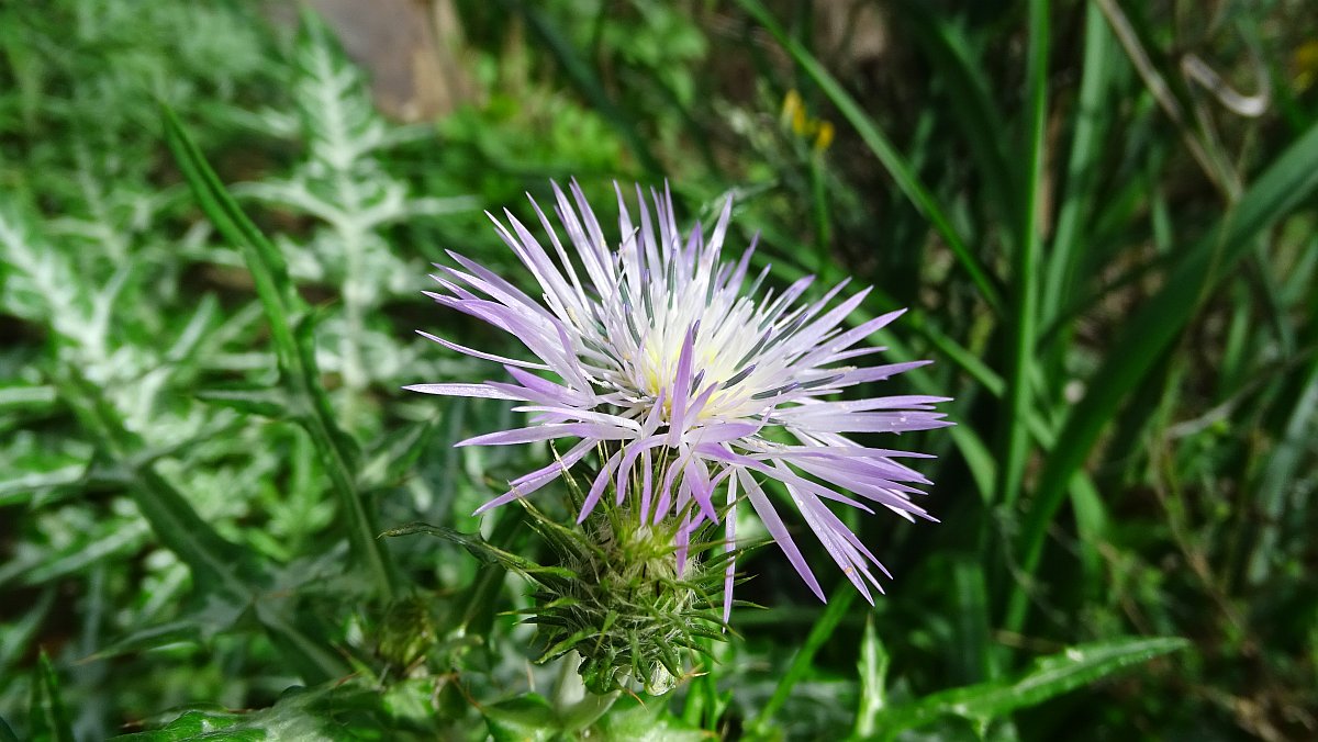 Milchfleckdistel (Galactites tomentosa)