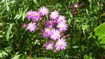 diese Blüten färben die ganze Gegend - die endemische Igelhüllkelch-Cinerarie