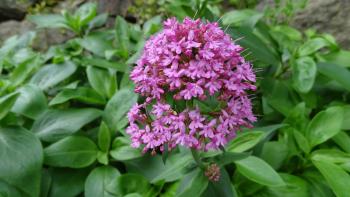 Rote Spornblume (Centranthus ruber)