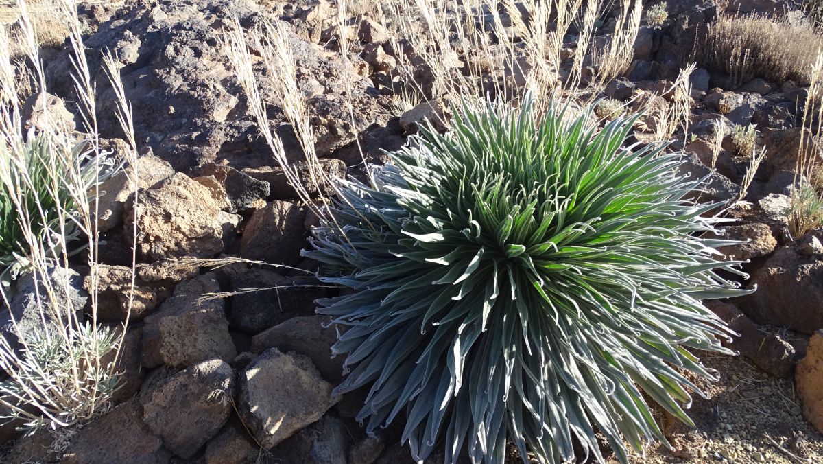 Teide-Natternkopf