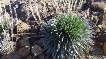 Teide-Natternkopf