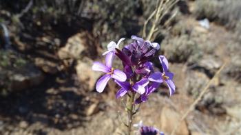 Zweifarbiger Schöterich  (Erysimum bicolor)