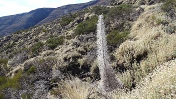 trockener Teide-Natternkopf