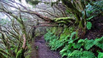 Blumenwanderung nach Taganana