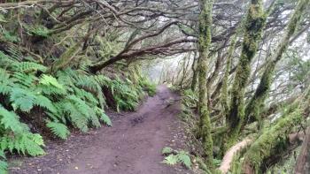 Abstieg durch urigen Lorbeerwald