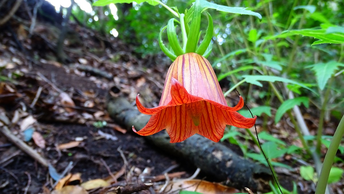 eine noch seltene blühende Kanarenglockenblume