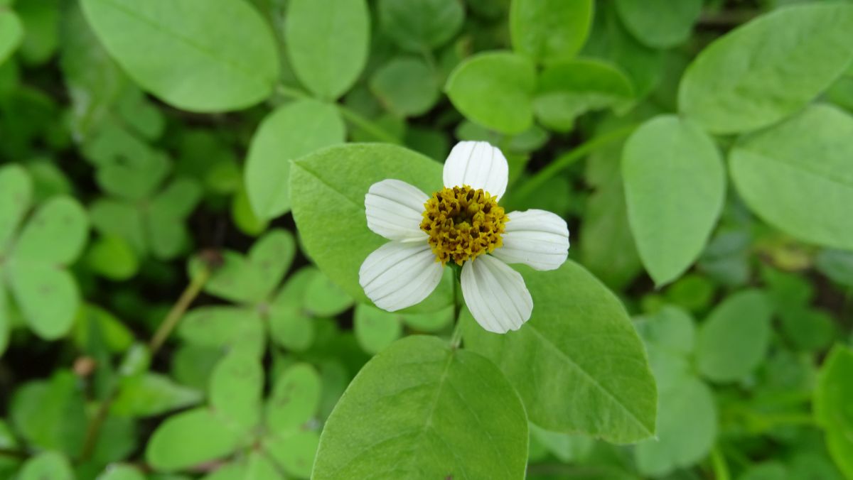 Zweizahn, Bidens pilosa L.