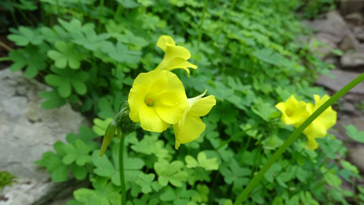 Nickender Sauerklee (Oxalis pes-caprae L.)