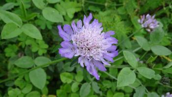 Tauben-Skabiose (Scabiosa columbaria L. )