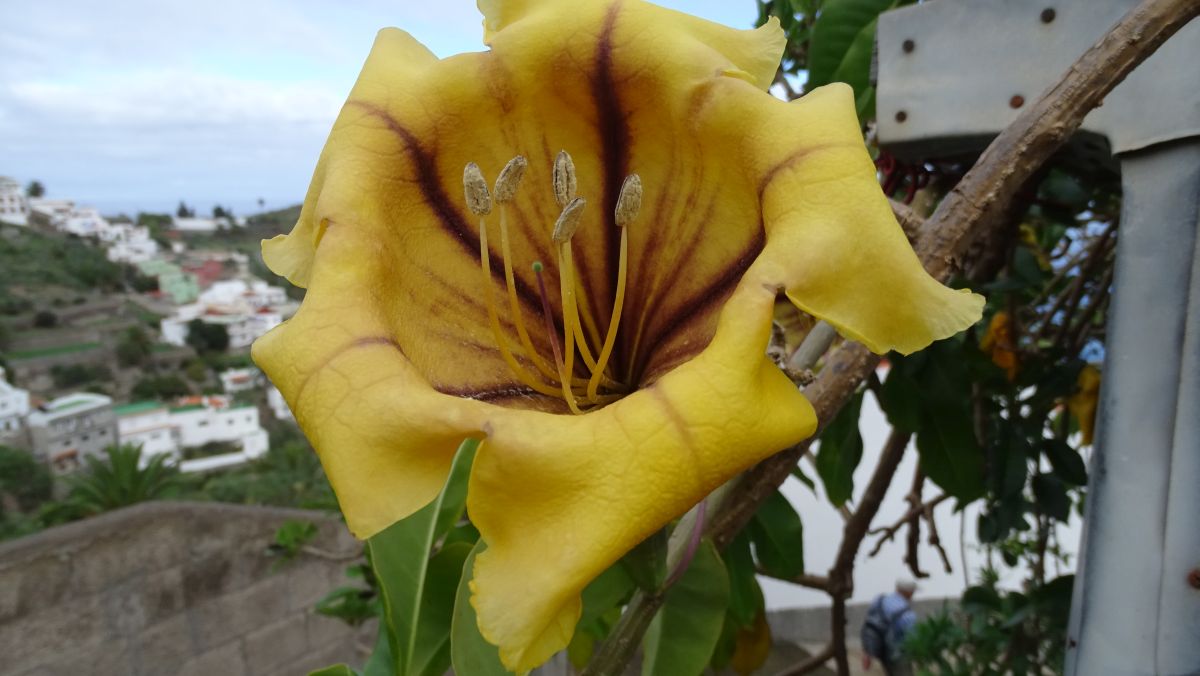 Üppiger Goldkelch (Solandra maxima)