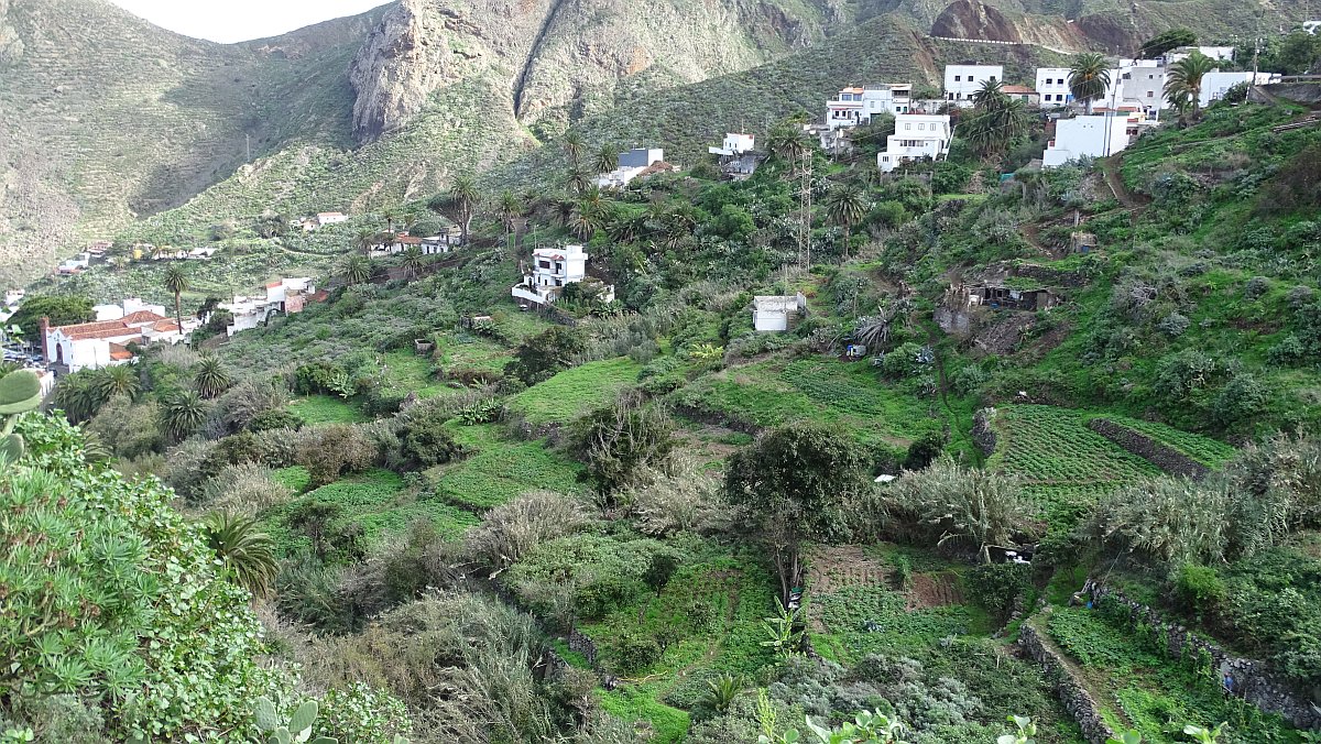 einige der wenigen bebauten Terrassenfelder auf Teneriffa