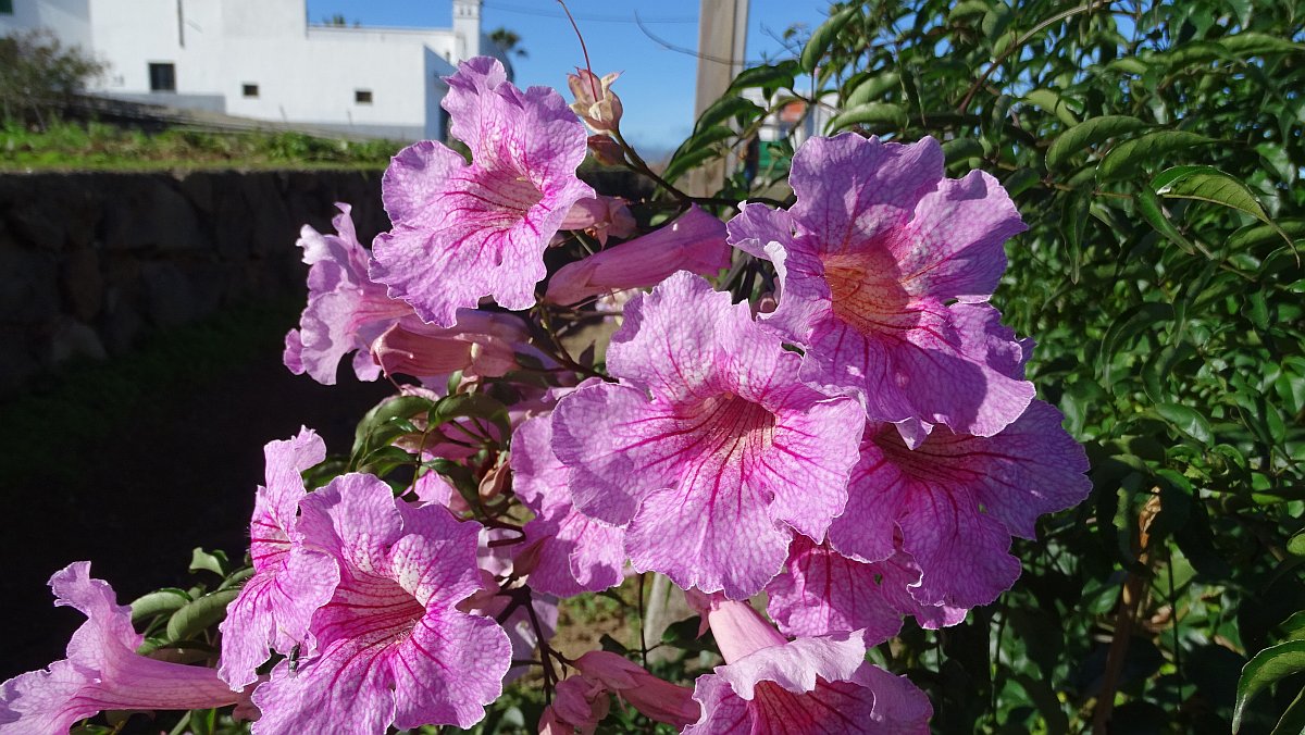 Weitschlundrige Bignonie, auch Rosa Trompetenwein (Podranea ricasoliana)