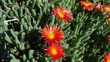 Rotes Eiskraut, Afrikanische Mittagsblume