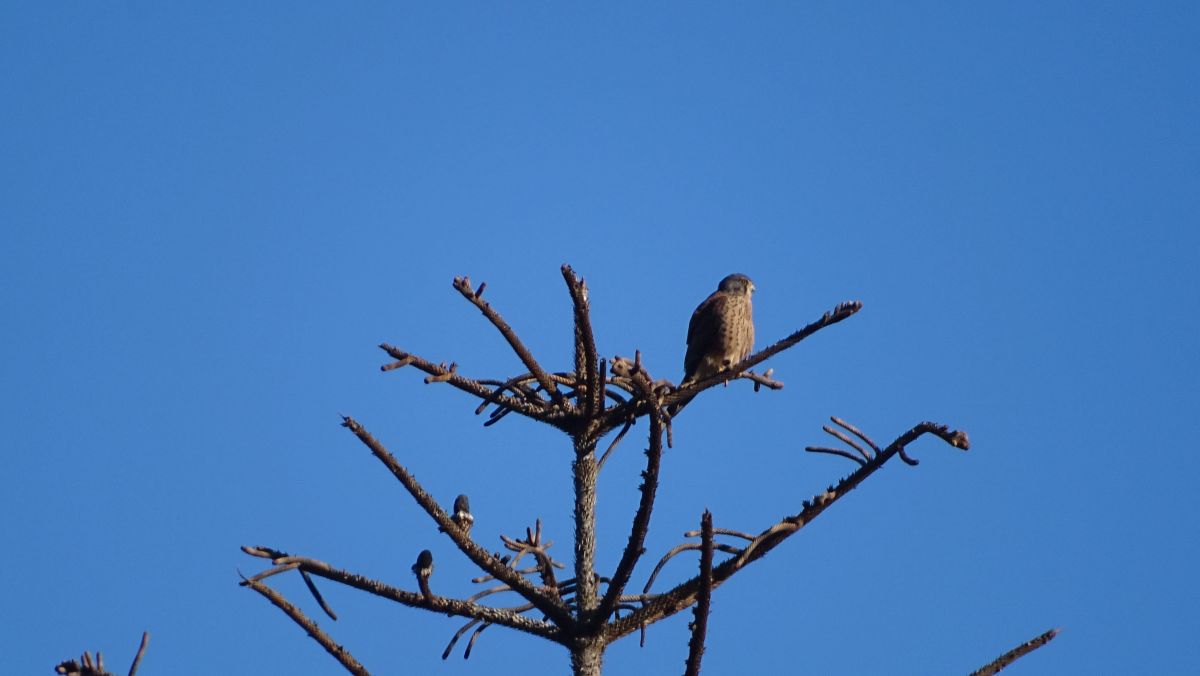 kleiner Raubvogel