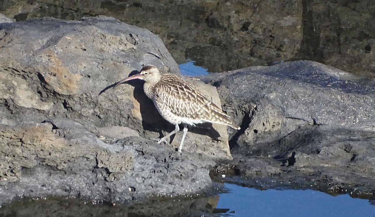 Großer Brachvogel