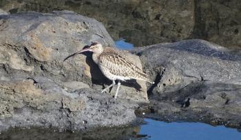 Großer Brachvogel