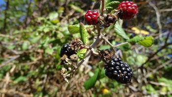 Brombeeren als Snack