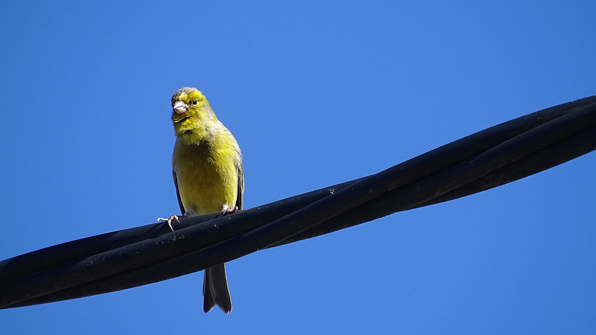 singender Piepmatz, bestimmt ein Kanarenvogel