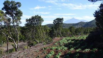 Kartoffelfeld vor Teide