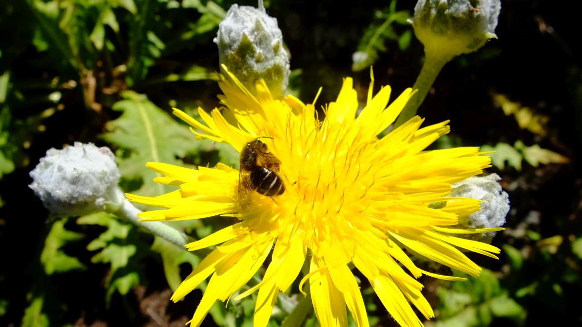 Stengellose Gänsedistel (Sonchus acaulis)