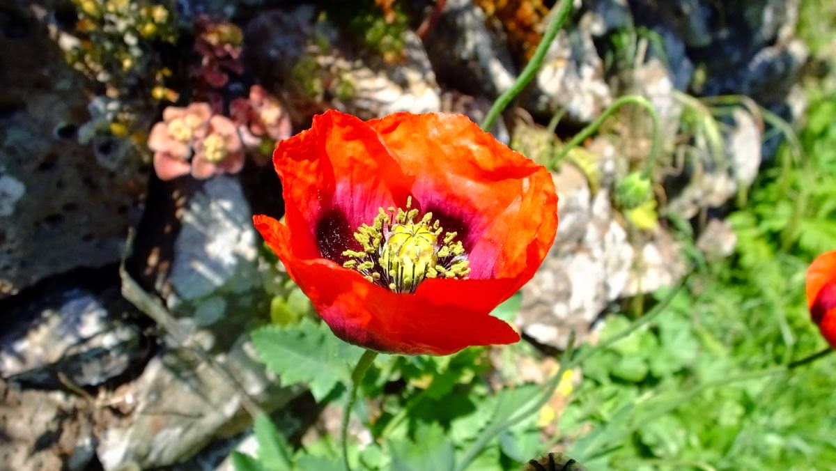 Mohn