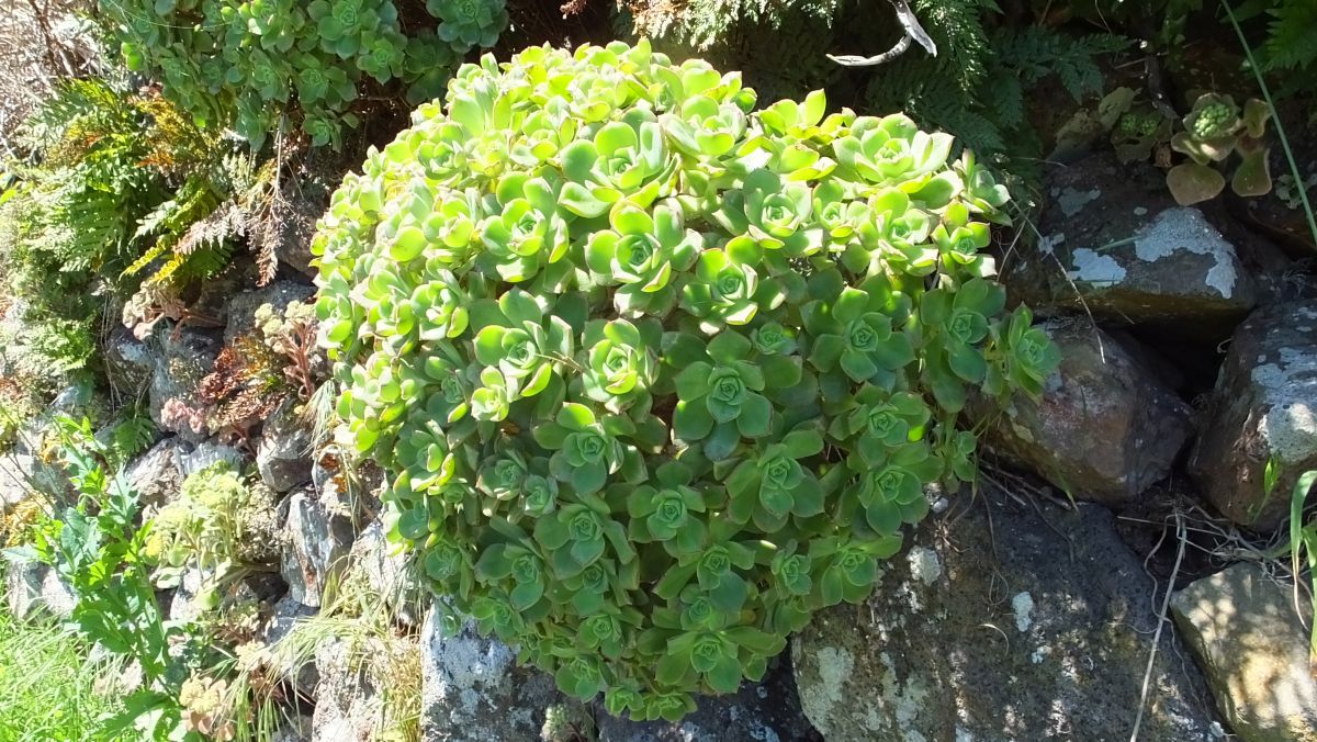 Lindleys Aeonium (Aeonium lindleyi lindleyi) (?)