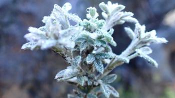 Bodendecker benetzt mit Tau