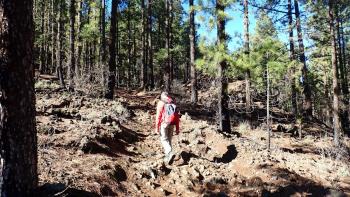 Aufstieg durch Kiefernforst