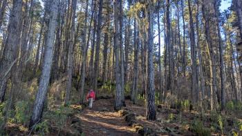 Aufstieg durch Kiefernforst