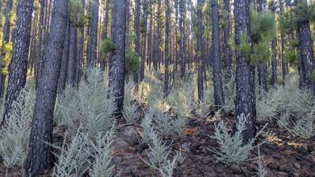 altes Waldbrandgebiet (2023)