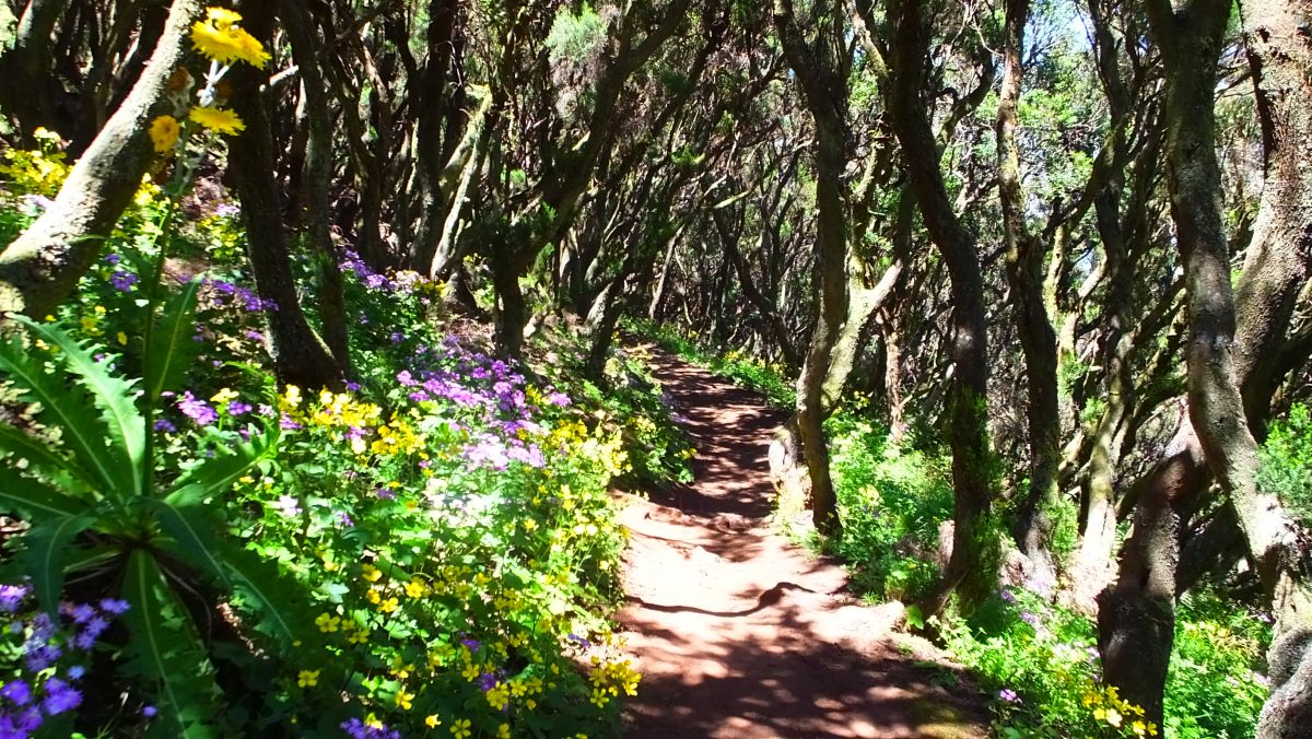 im Lorbeerwald