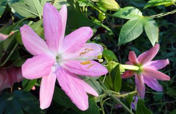 eine Acht um La Guancha