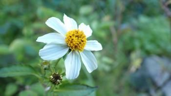 Bidens pilosa, auch bekannt als Behaarter Zweizahn oder Spanische Nadel