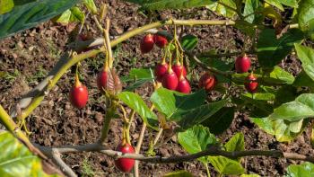 die Baumtomaten sind reif