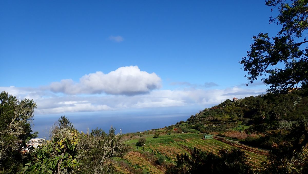 Felder über La Guancha