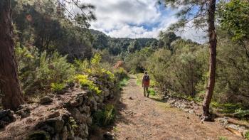 Beginn des Kiefernwaldes