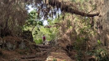 durch dichten Kiefernwald